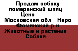 Продам собаку померанский шпиц › Цена ­ 4 000 - Московская обл., Наро-Фоминский р-н Животные и растения » Собаки   